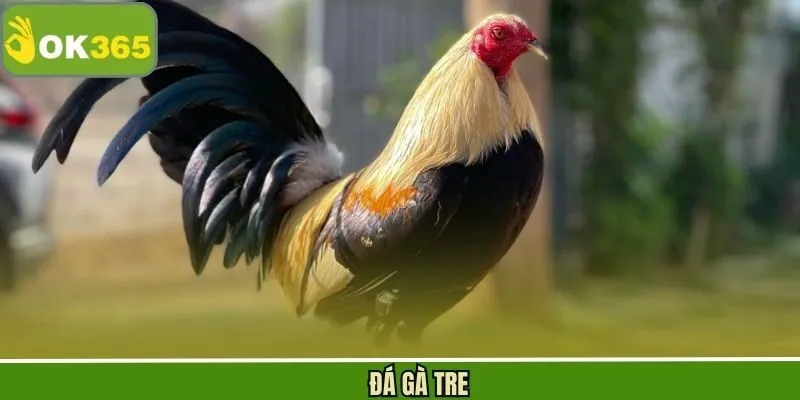 Đá Gà Tre - Khám Phá Trận Đấu Chọi Gà Nảy Lửa, Kịch Tính